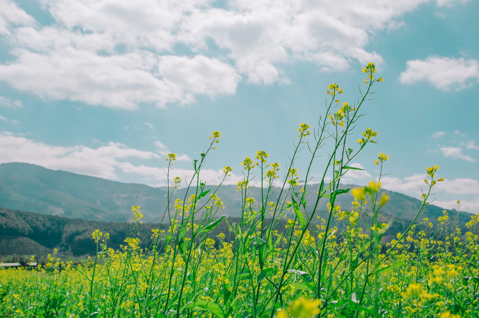 Low Angle Photography of Nature Under Cloudy Sky